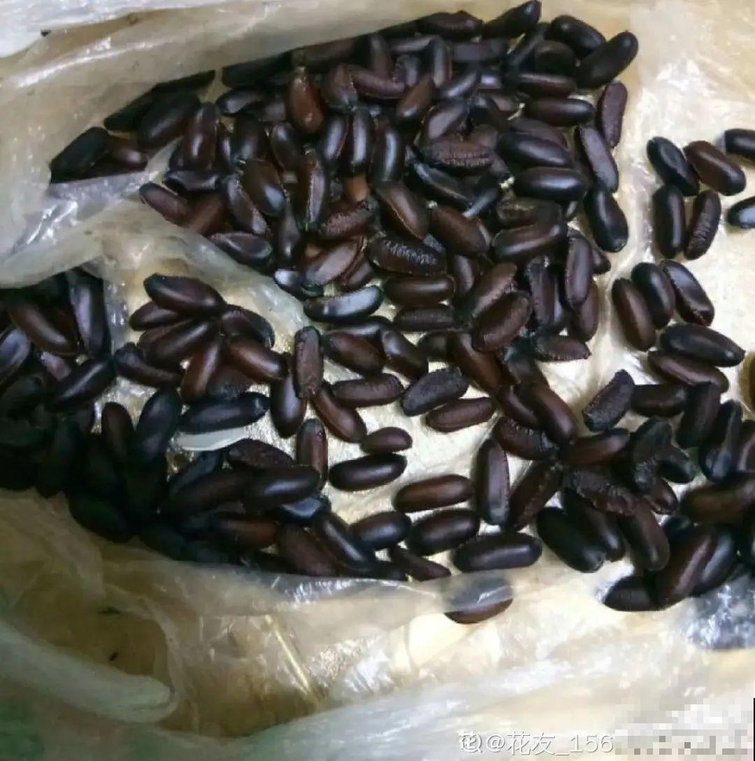 路上看见银杏果,不要捡,小心有毒! 路上看见银杏果,不要捡,小心有毒!