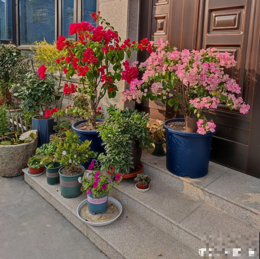 9种花,冬天狠心剪一刀,剪对了明年妥妥爆花 9种花,冬天狠心剪一刀,剪对了明年妥妥爆花