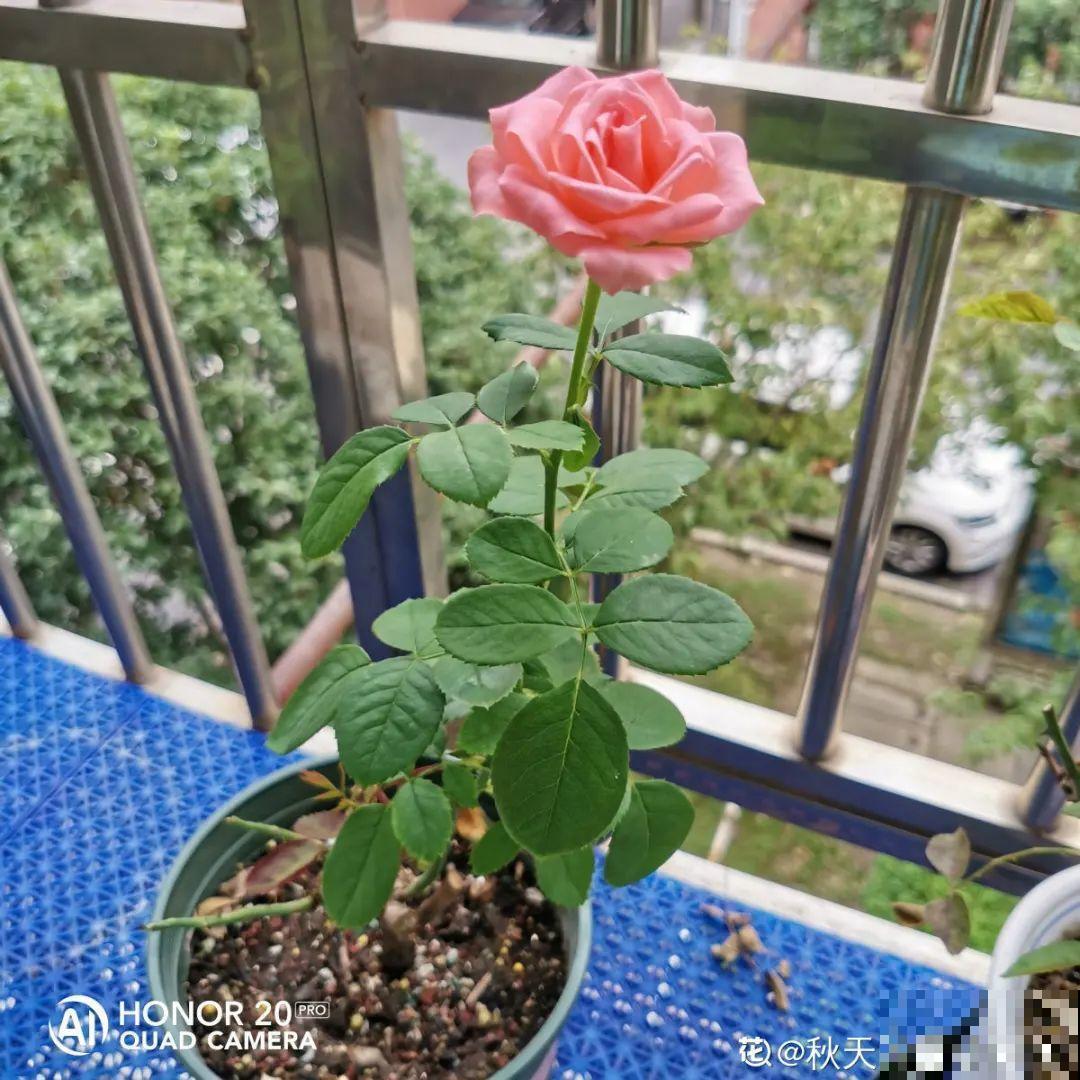 现在扦插8种花，生根快长得旺，冬春季节就开花