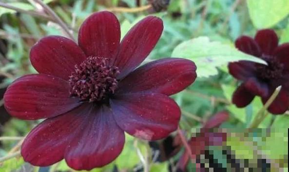 10种神秘的花，花市里，总能听到它的传说