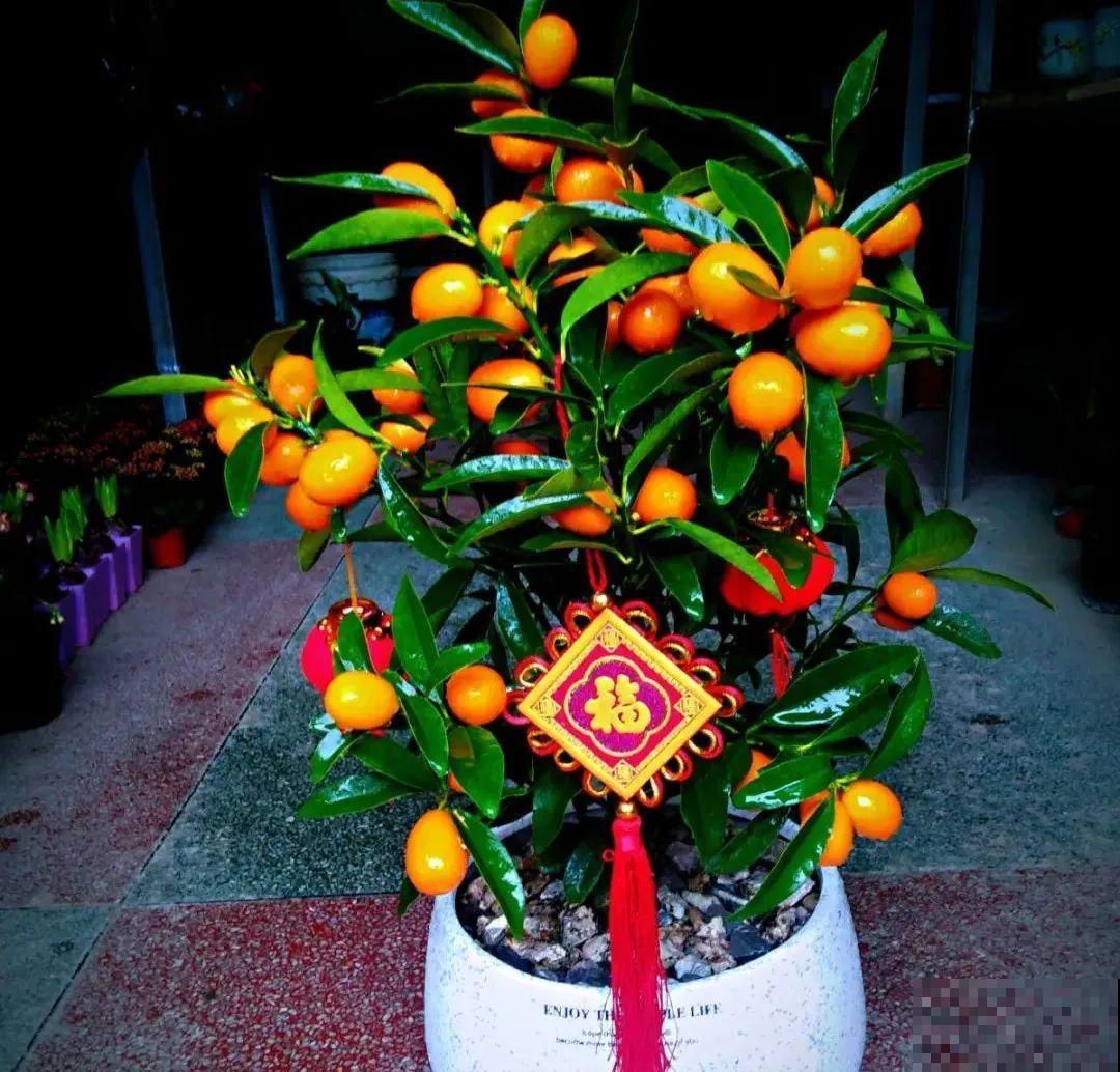 10种旺运花，一个月内要涨价，现在赶紧买