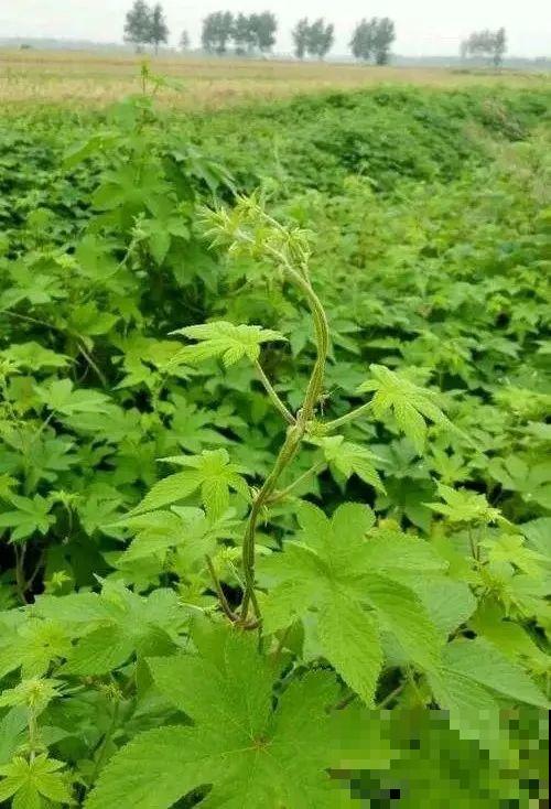 河南等地遭“恶魔之花”入侵，看到之后赶紧报告，不然会有大麻烦