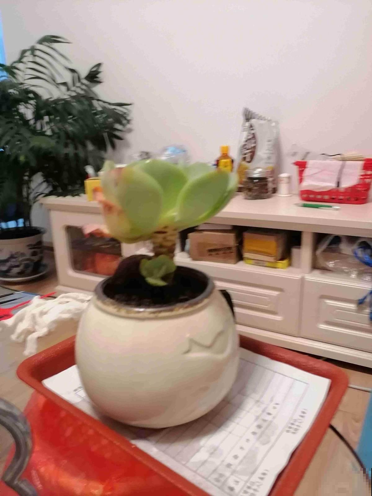 3年没买多肉,活着的都养成了老桩,也成了我的情感寄托 3年没买多肉,活着的都养成了老桩,也成了我的情感寄托