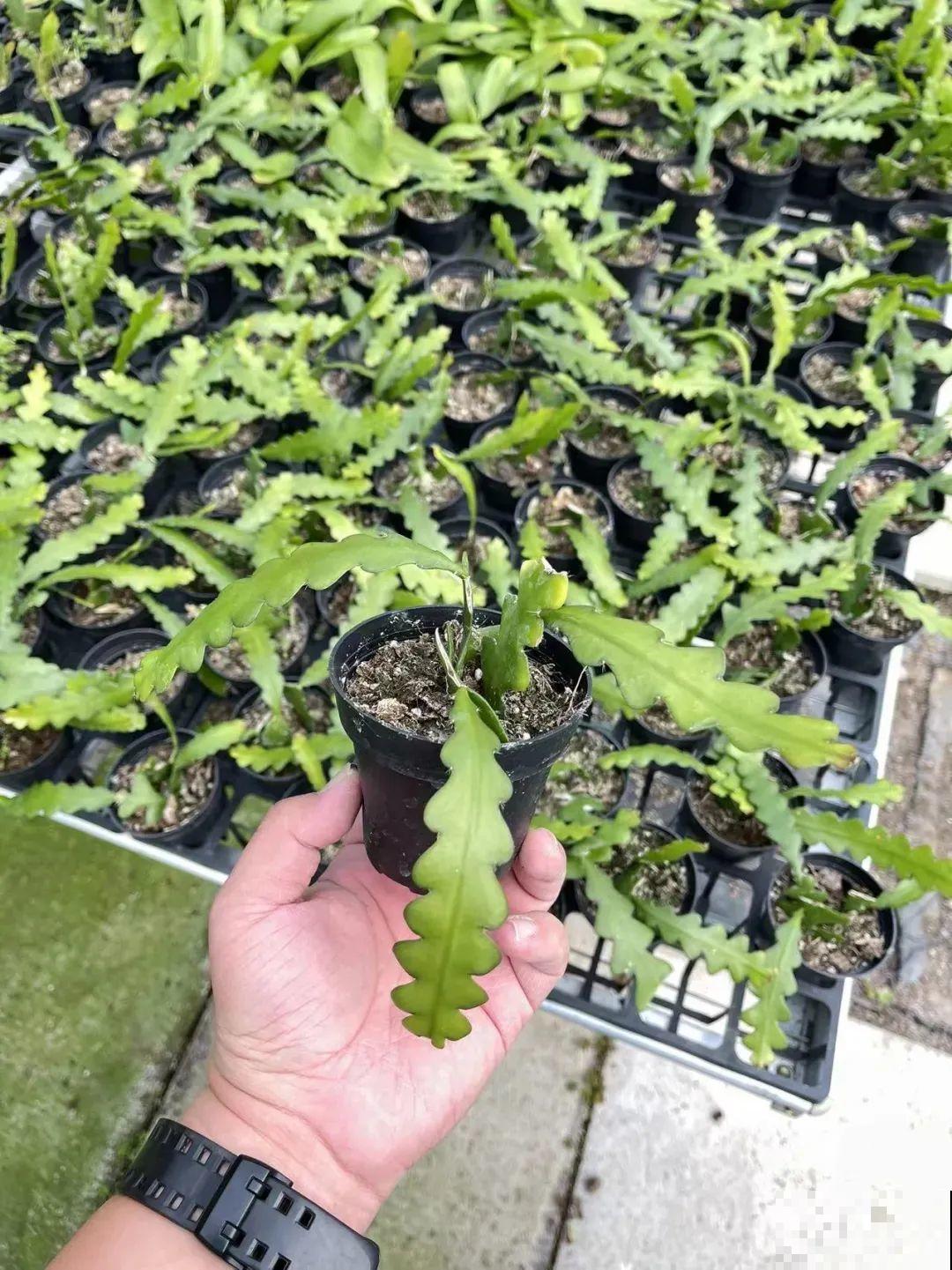 1种花就爱夜里开，养好能开上百朵花，满屋清香真过瘾