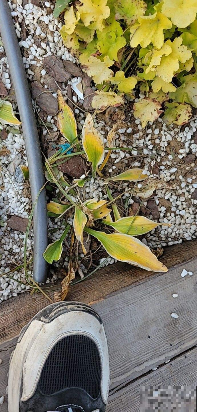 玉簪耐阴耐寒,零下20度冻不死,冬天养很合适 玉簪耐阴耐寒,零下20度冻不死,冬天养很合适