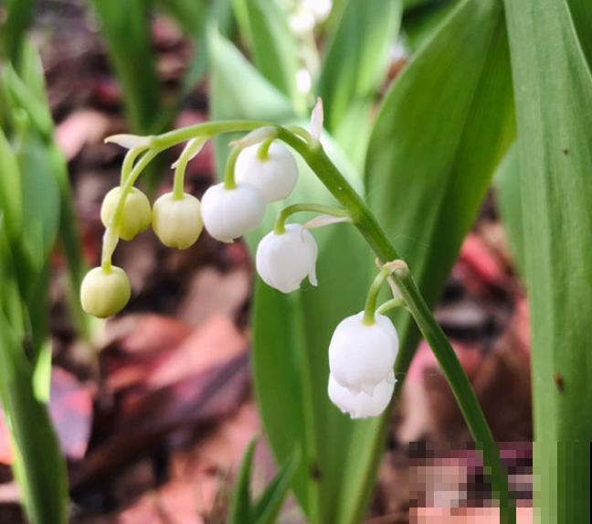 家里养的白色花，全被婆婆折断了，还说不吉利，真头疼