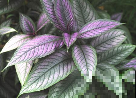 5种花养起来太省心，没人打理也能开花爆盆，这么“乖”谁能不爱