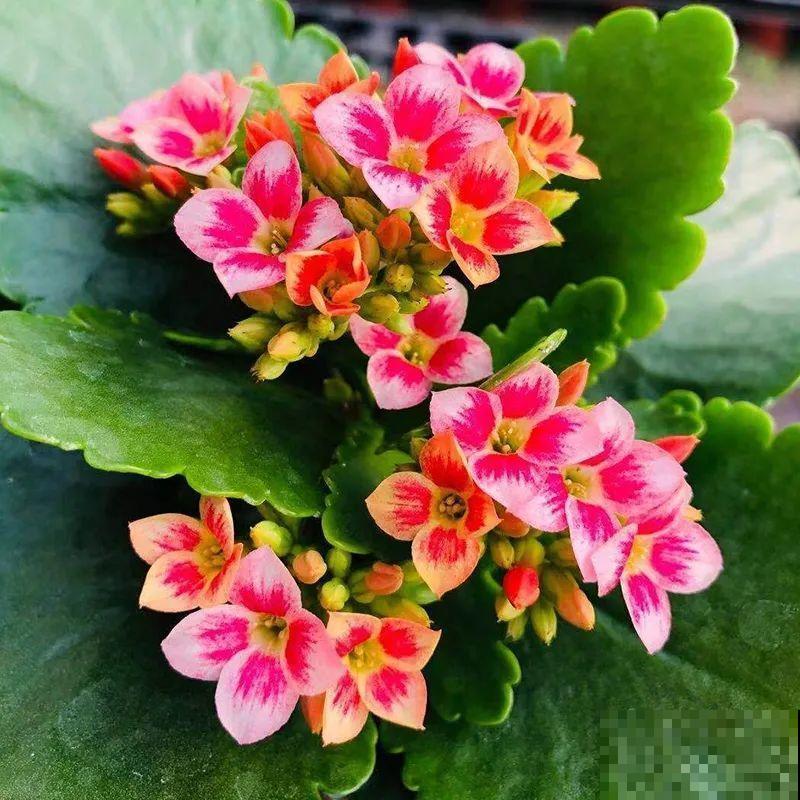 冬天常见的“吉利花”，耐旱皮实花量大，大半年都在开花