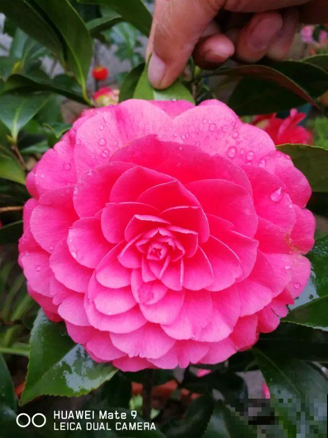 冬天养盆茶花，天一冷就开爆，红红火火花开富贵！