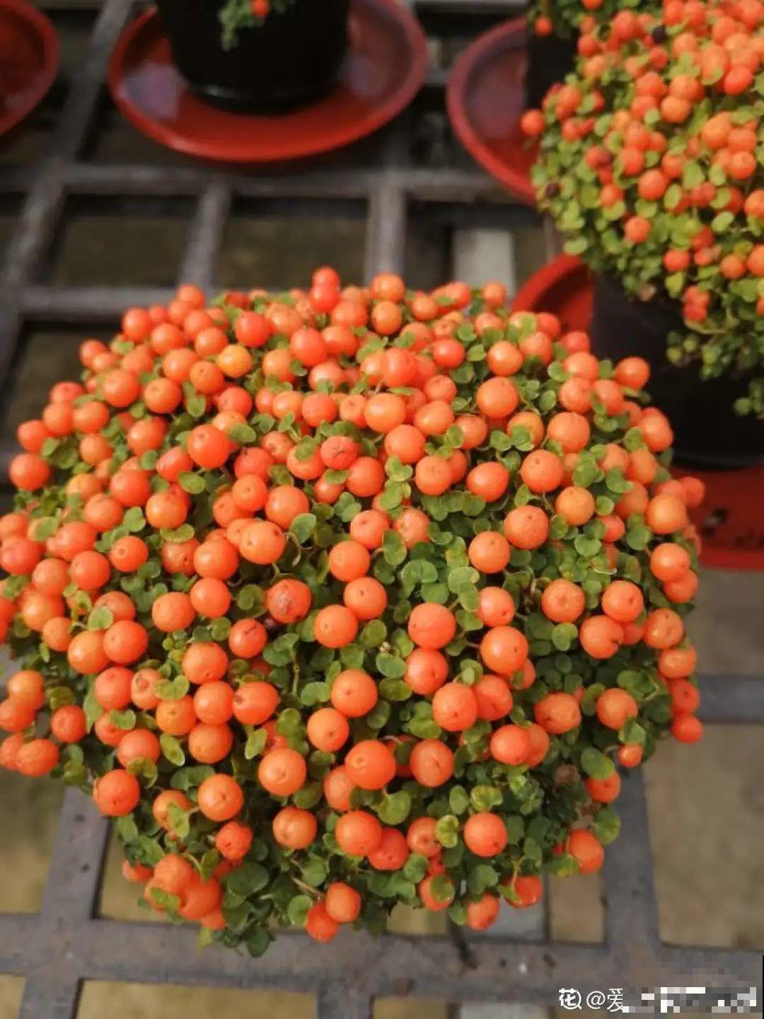 6种植物挂满果子，喜庆热闹，半年都不掉