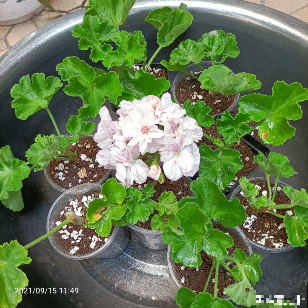 现在扦插8种花，生根快长得旺，冬春季节就开花