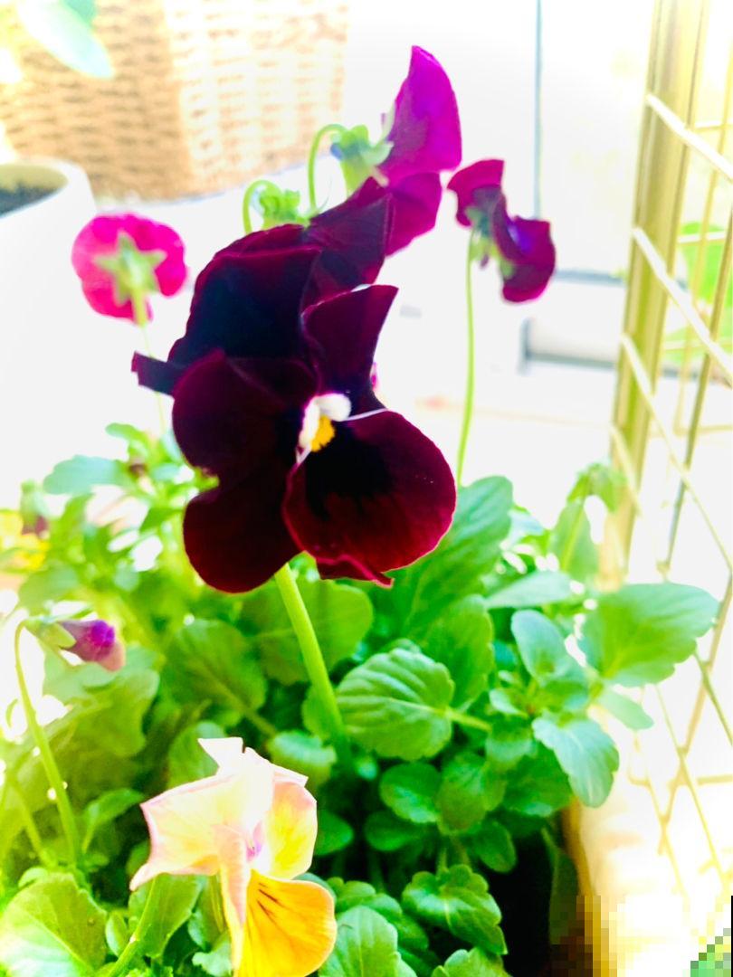 特耐寒的角堇，皮实好养，天冷照样爆盆