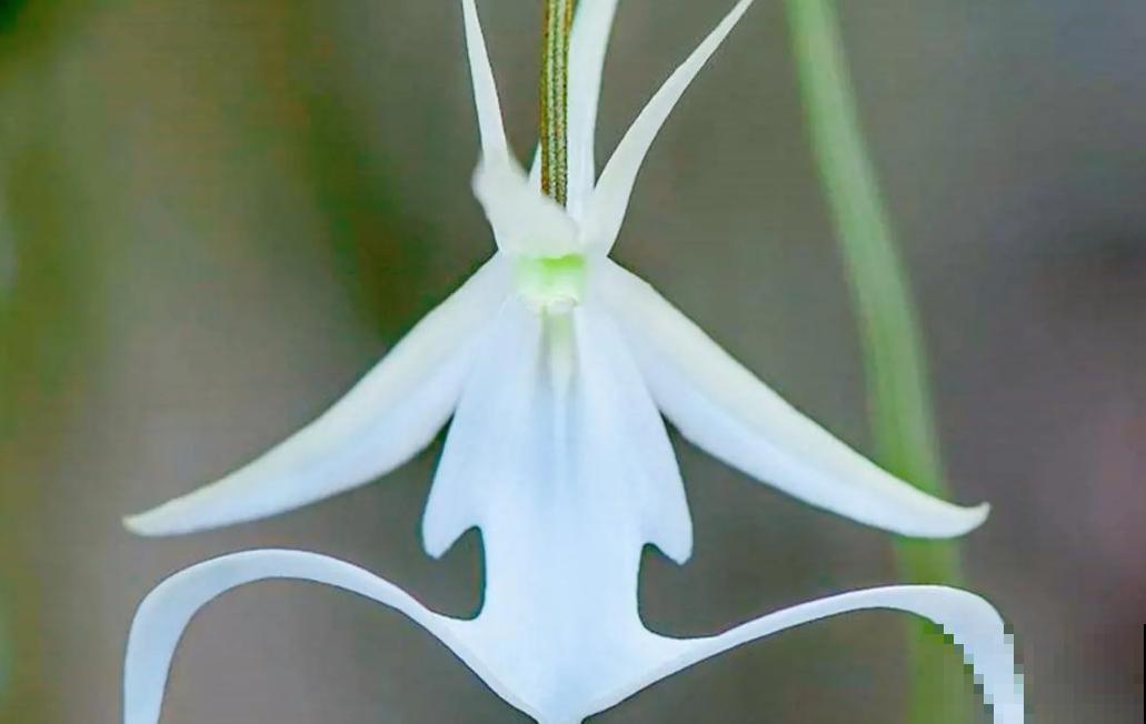 世界上神奇的8种植物，其种1种好似一只猴，令人惊叹