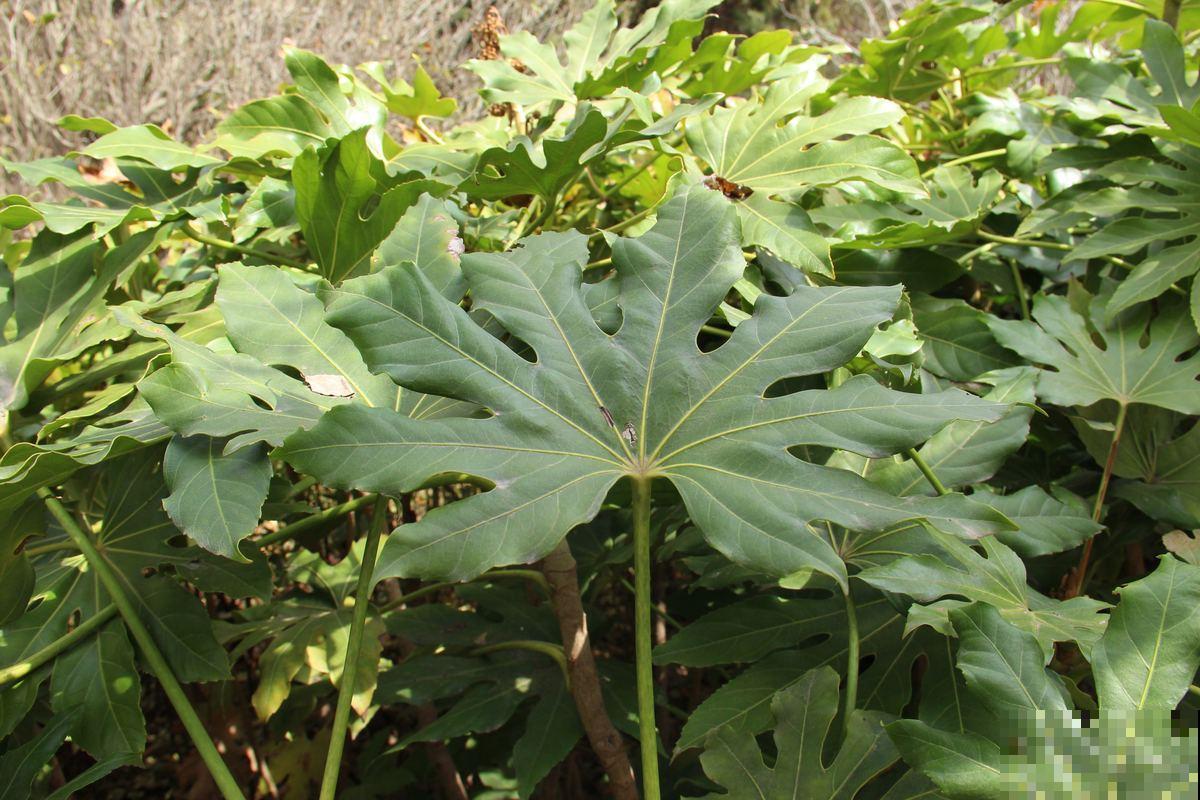 秋天常见的60种花，最全花卉图谱，收藏起来慢慢看