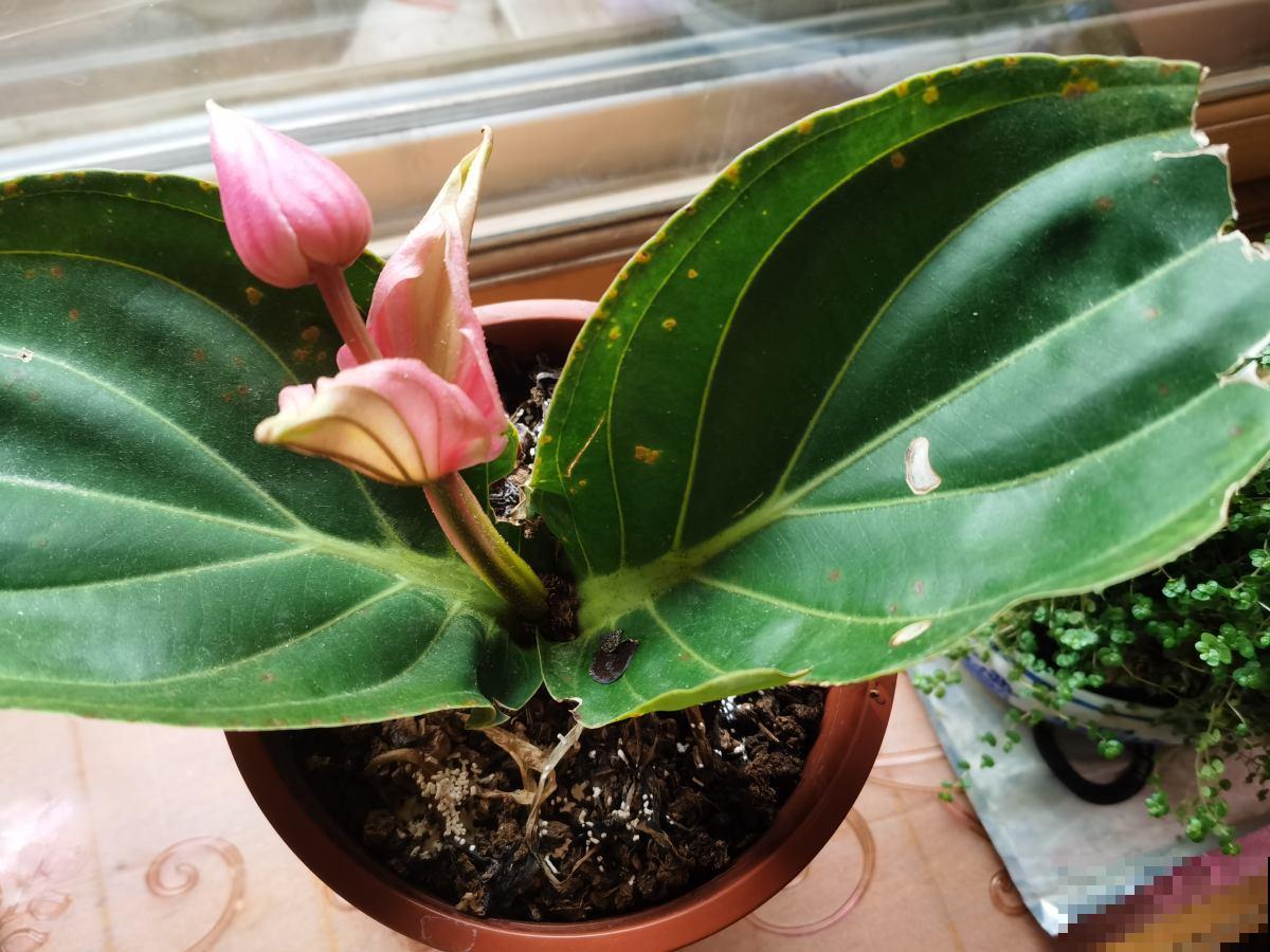 植物中的“贵族”，一盆价格三百多，富贵人家都爱养