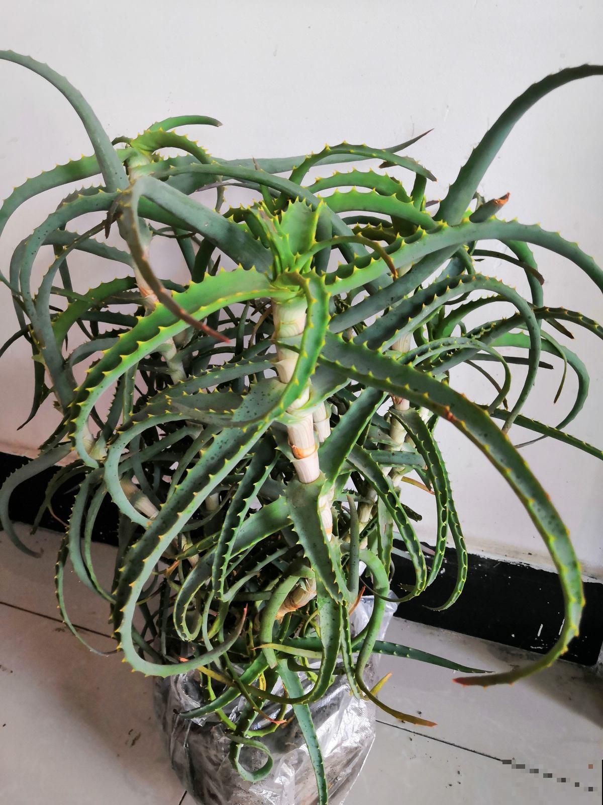 芦荟养护超简单，做好这5步，秒变又肥又壮小胖崽