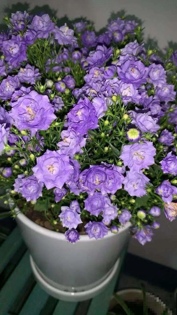 今冬最火网红花,密密麻麻“风铃”花苞,气质十足有格调! 今冬最火网红花,密密麻麻“风铃”花苞,气质十足有格调!