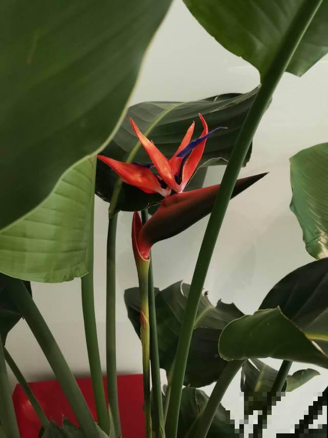 叶大招财的花,5种适合养在家里的绿植,美观大气又吉祥 叶大招财的花,5种适合养在家里的绿植,美观大气又吉祥