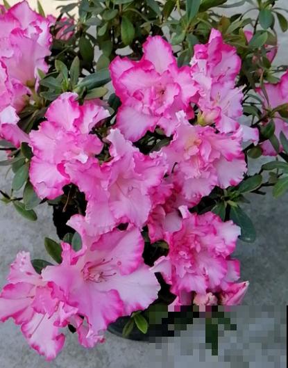 8种花，也太难养了，养好的都是大神