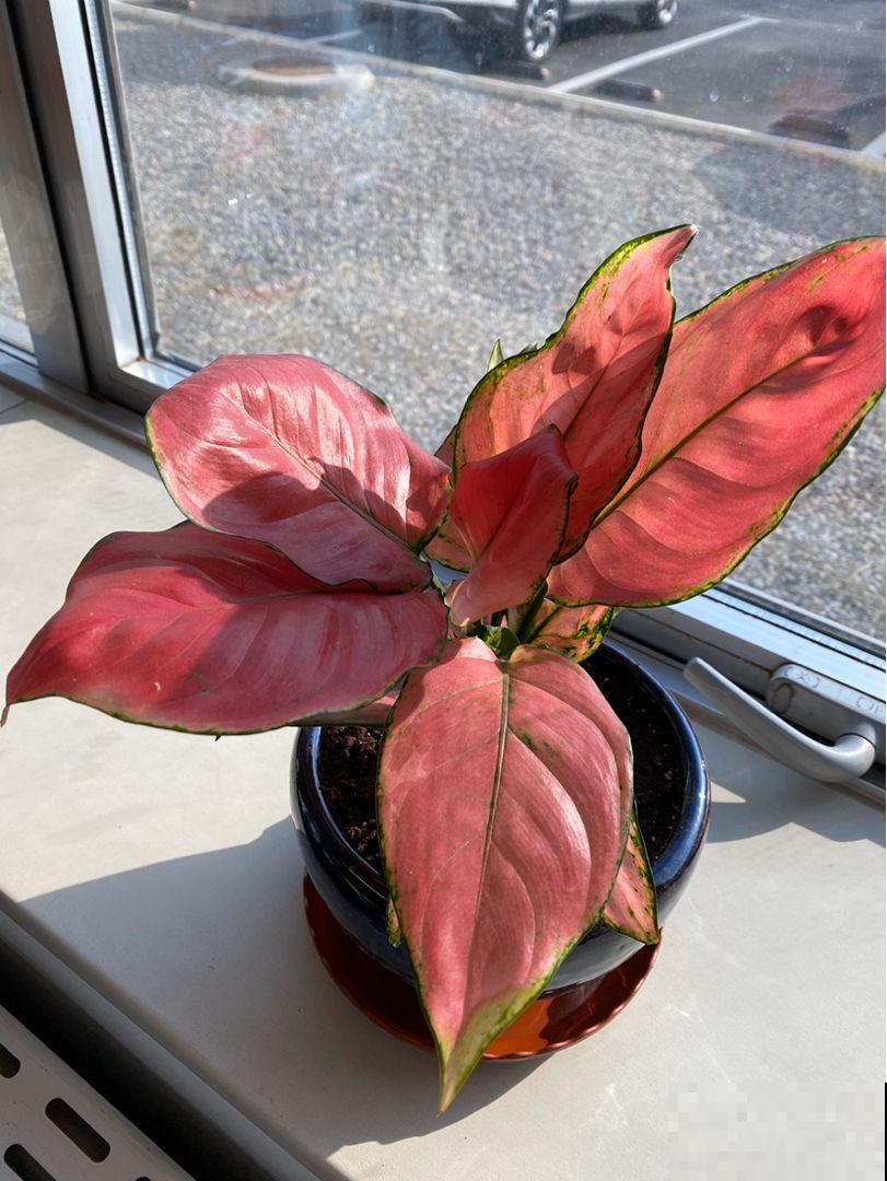 12月养一盆“吉利红”,送亲戚送长辈很合适,还有红红火火好兆头 12月养一盆“吉利红”,送亲戚送长辈很合适,还有红红火火好兆头