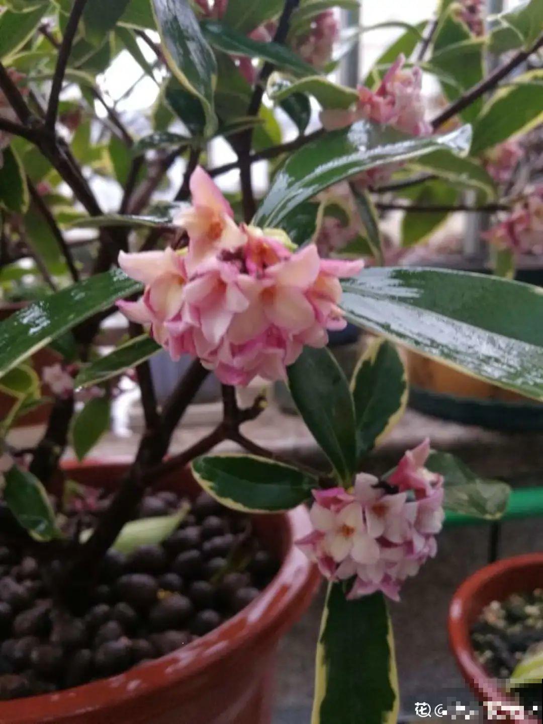 “寿命长”的10种花,寓意好,格调高,老人见了眉开眼笑! “寿命长”的10种花,寓意好,格调高,老人见了眉开眼笑!