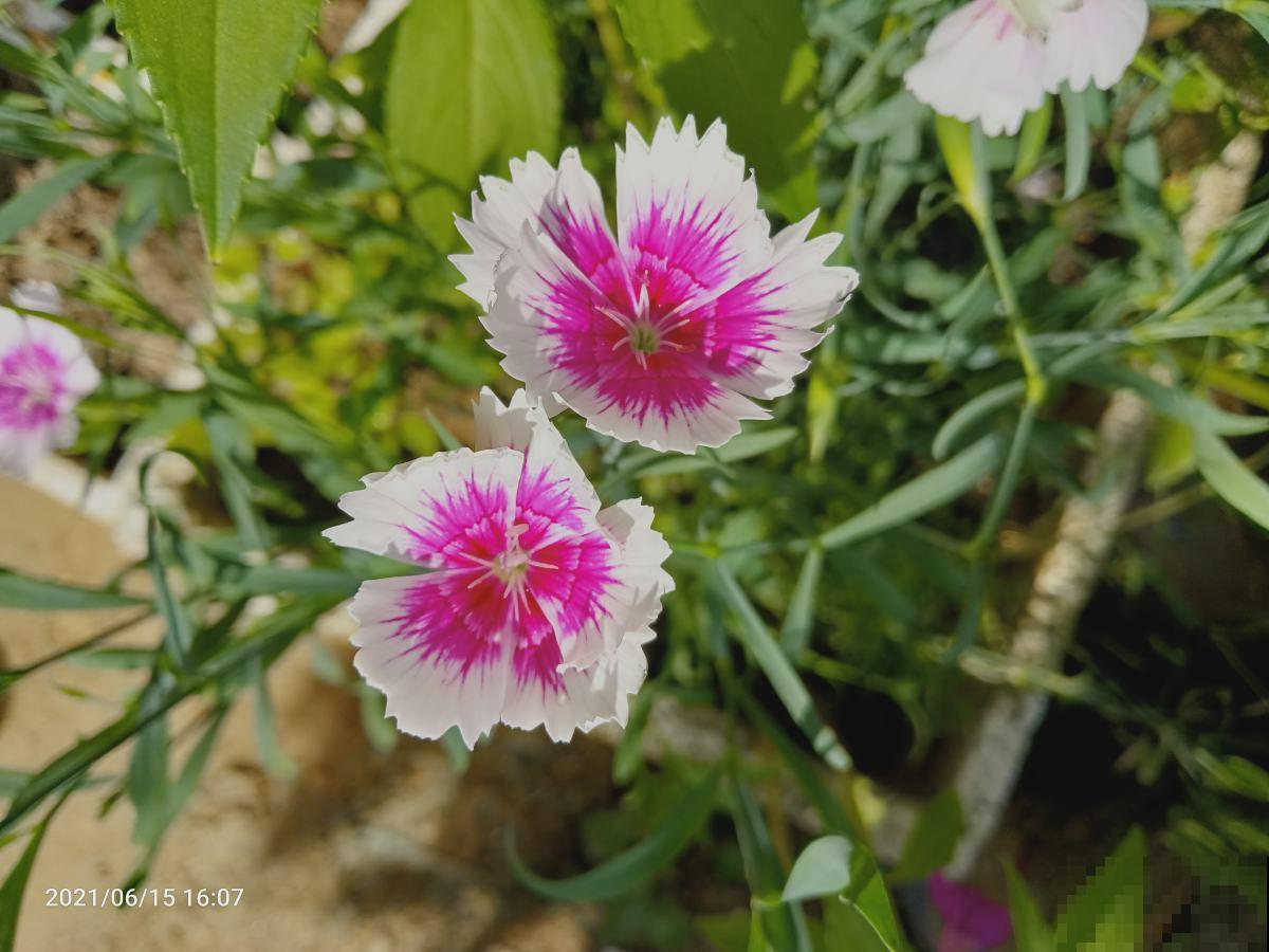从冬天到夏天都开花的4种绿植，耐寒又好养，陪你度过寒冷的冬日