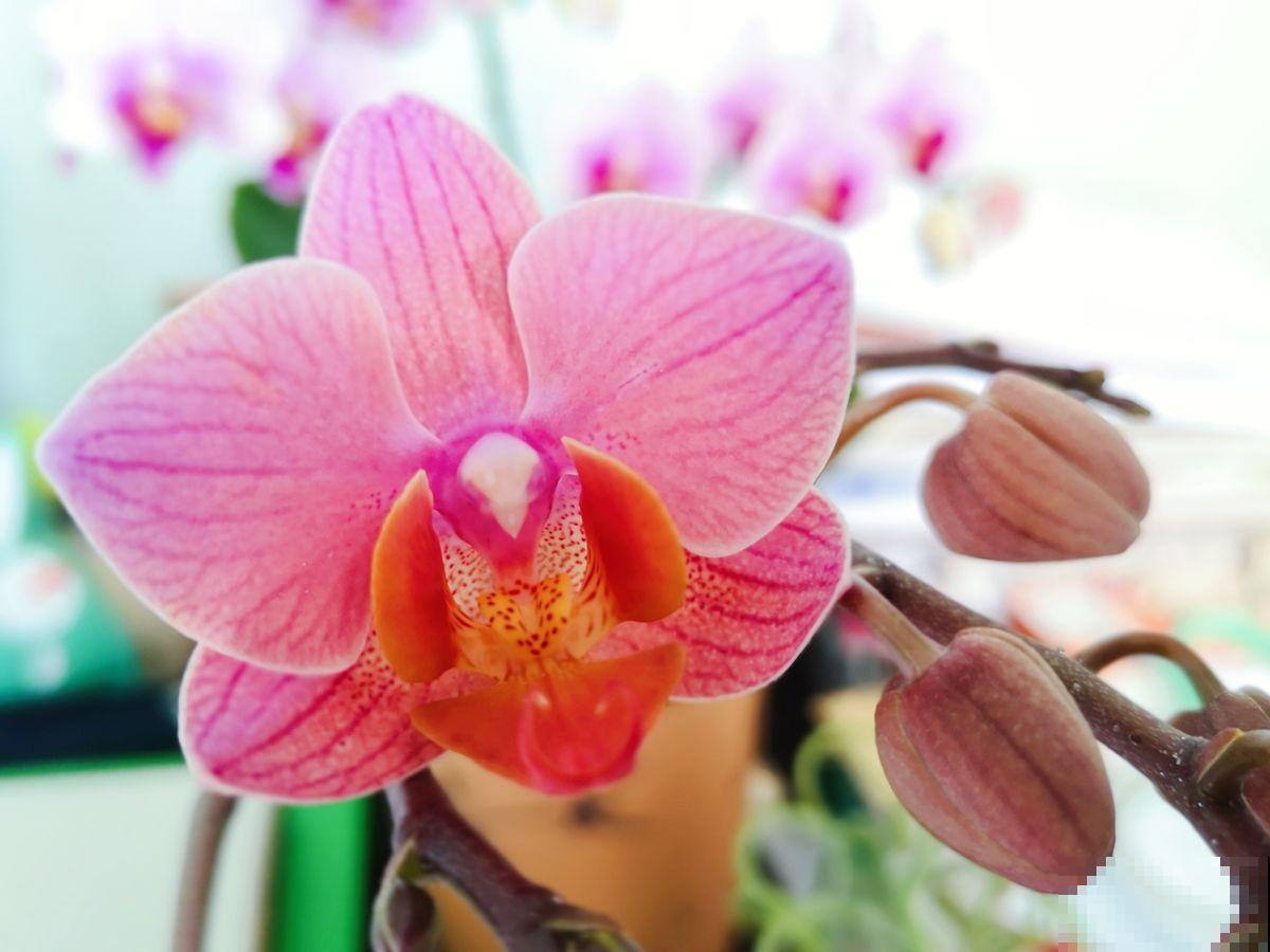 养花做到“4不贪”,养护有“度”,植物才能养得好 养花做到“4不贪”,养护有“度”,植物才能养得好