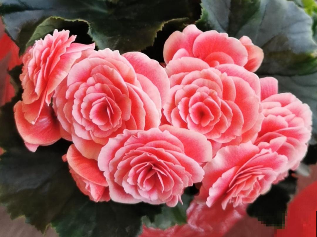 20种花，现在养正是开花好时候，再晚就过季了