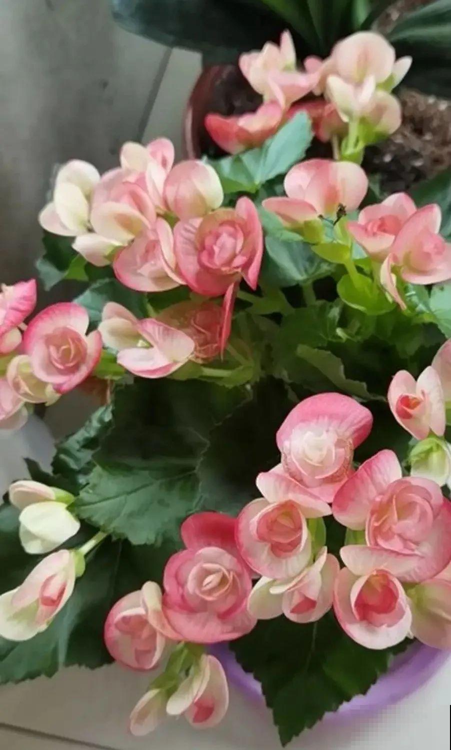 10种花，冬天别喷水，越喷越烂叶，变成光杆特丑