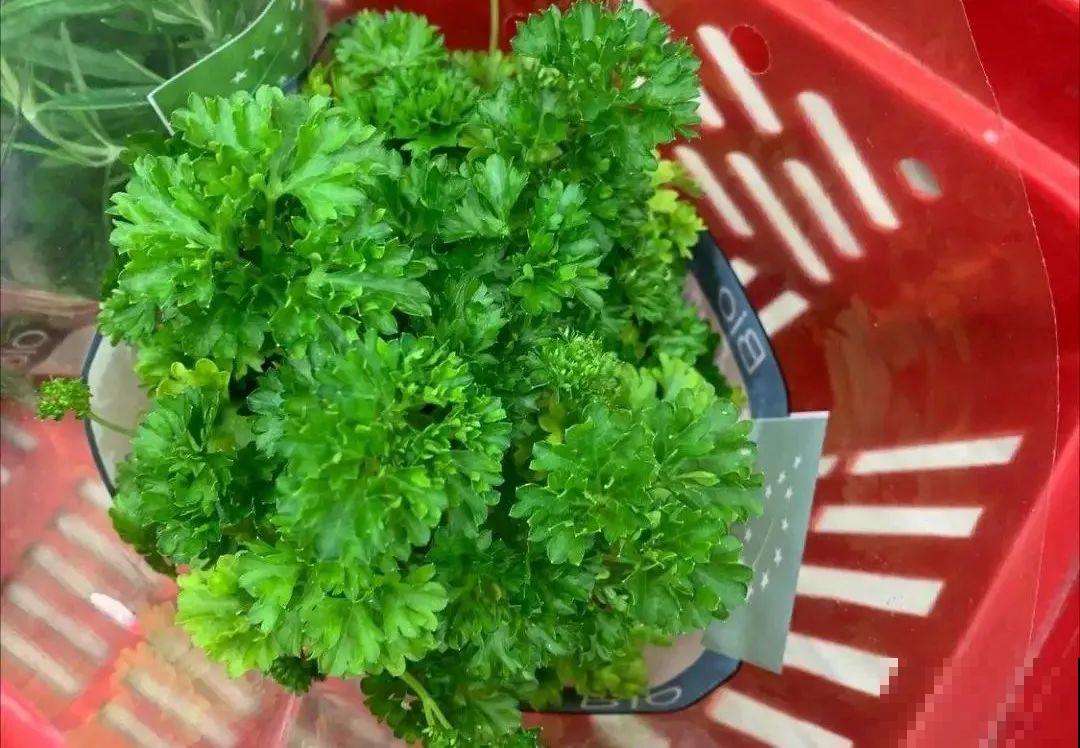 6种盆栽能吃,掐掉一节很快冒新芽,味道芳香营养丰富 6种盆栽能吃,掐掉一节很快冒新芽,味道芳香营养丰富