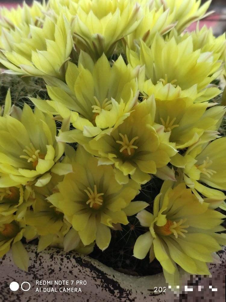 懒人也能养好的仙人球,开的花比长寿花还多,美观好看 懒人也能养好的仙人球,开的花比长寿花还多,美观好看