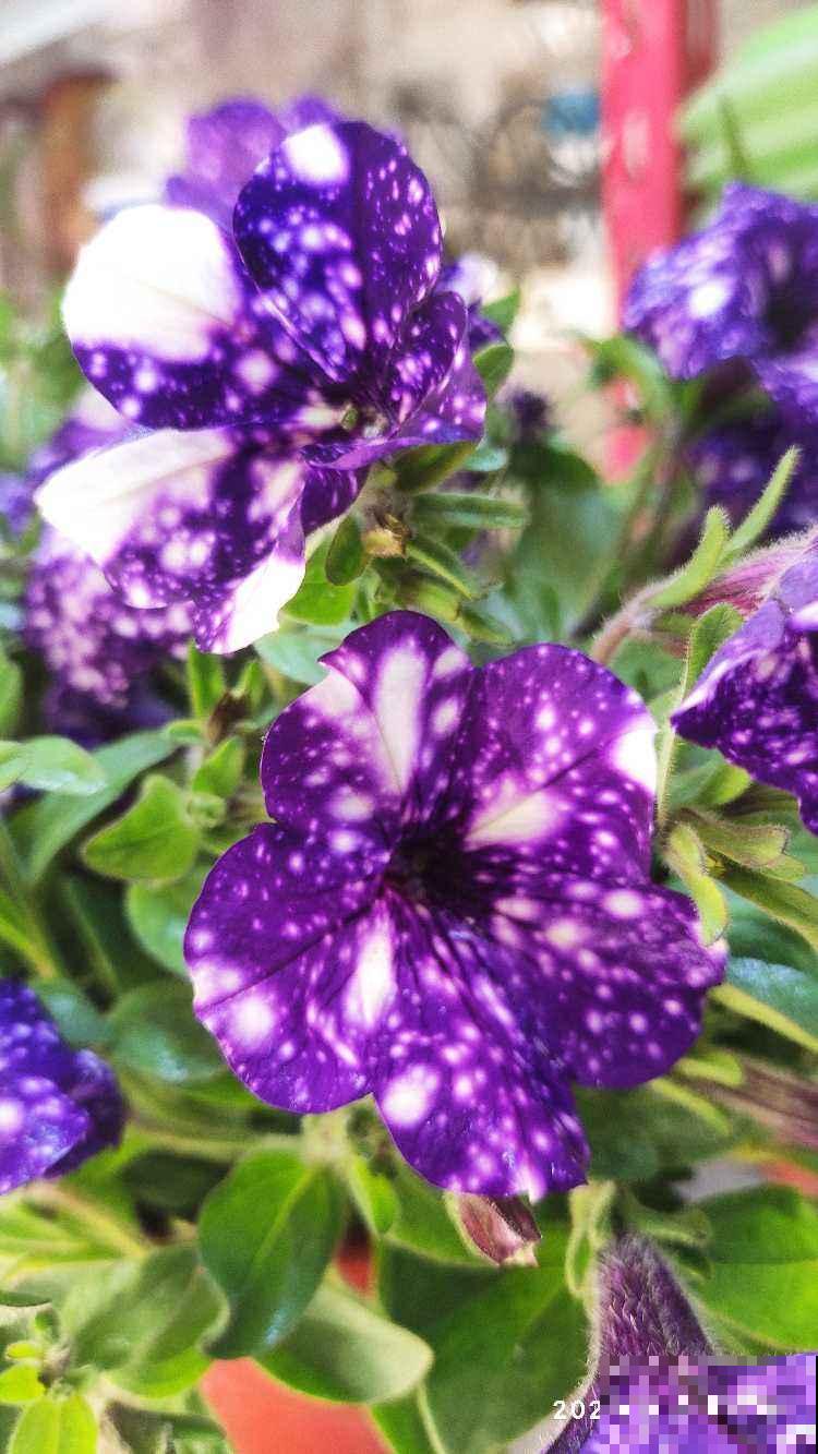 1种矮牵牛颜值高得少见,花朵犹如梦幻星空,神秘又浪漫 1种矮牵牛颜值高得少见,花朵犹如梦幻星空,神秘又浪漫