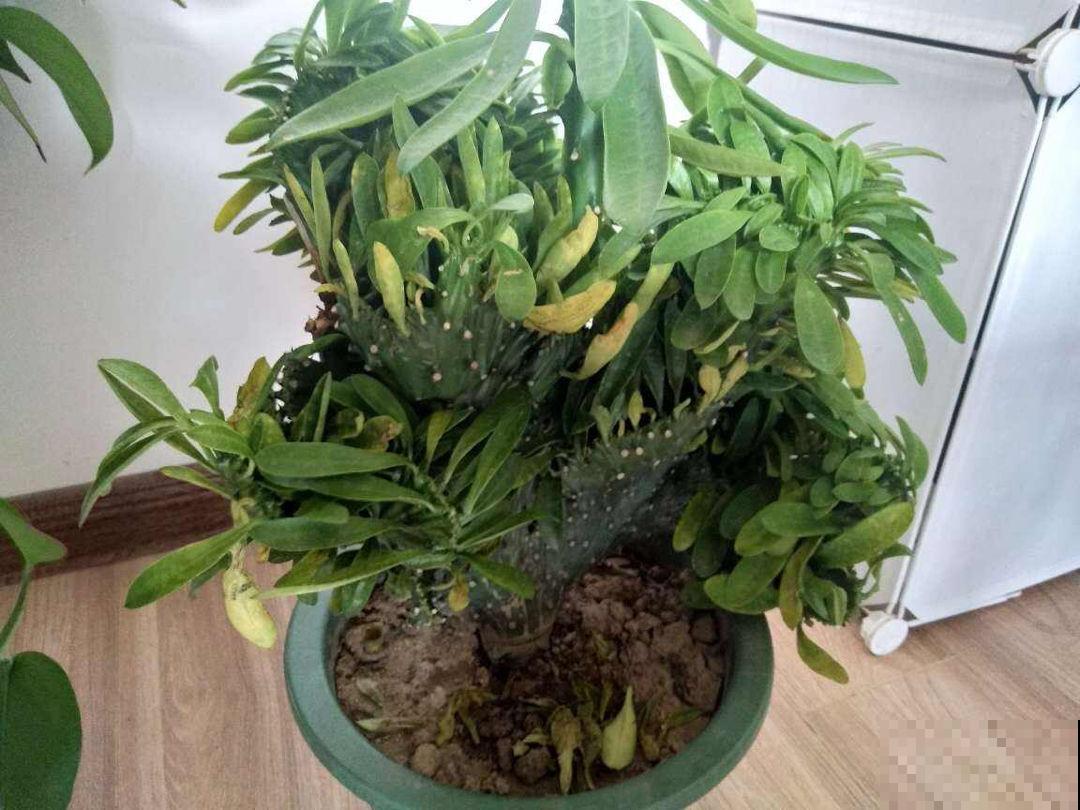 新买回家的花总是蔫叶，记住养花4要点，叶子油亮花开爆