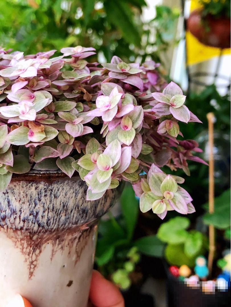 1种多肉名叫“胭脂云”,满盆叶子粉粉嫩嫩,爆盆很容易 1种多肉名叫“胭脂云”,满盆叶子粉粉嫩嫩,爆盆很容易