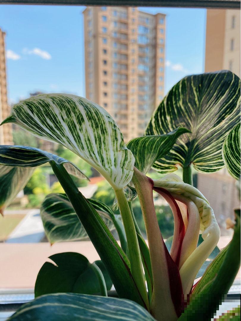 15种“阴性”花，家里没光适合养，光太强反而长不好