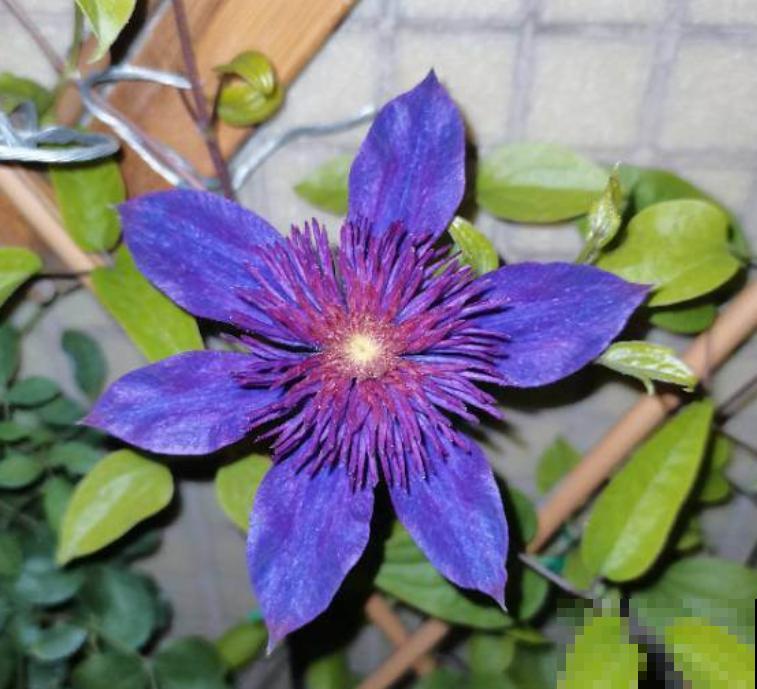 4种花可以放心“跟风”，好养开花多，越冷颜色越好看