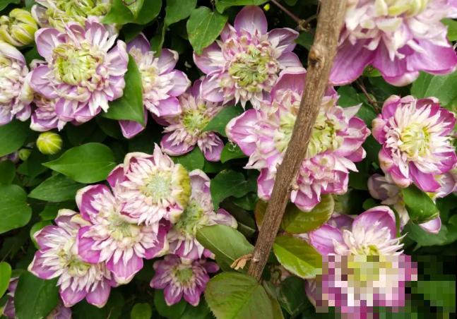 “花园三宝”之一,1年能开花上百天,冬天特别抗寒! “花园三宝”之一,1年能开花上百天,冬天特别抗寒!