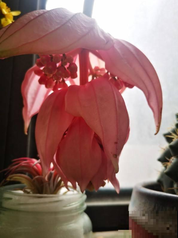 植物中的“贵族”，一盆价格三百多，富贵人家都爱养