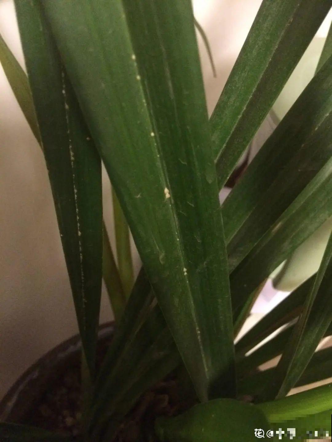 养君子兰就得学会6要点，叶子绿油亮，开花多又大