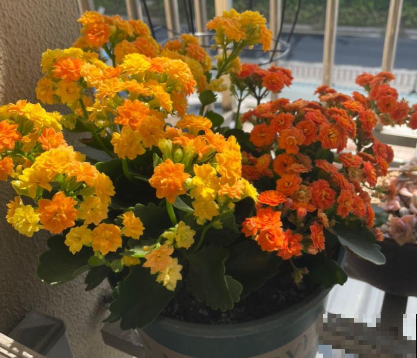 农村大娘养的长寿花,开花开到爆,满盆开花不见叶 农村大娘养的长寿花,开花开到爆,满盆开花不见叶