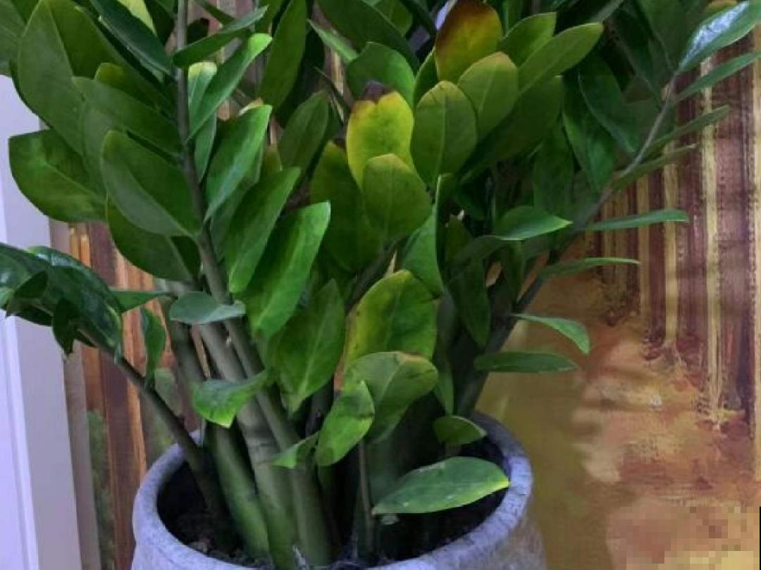 9种花特怕冷,现在赶紧套个袋,保暖很重要 9种花特怕冷,现在赶紧套个袋,保暖很重要