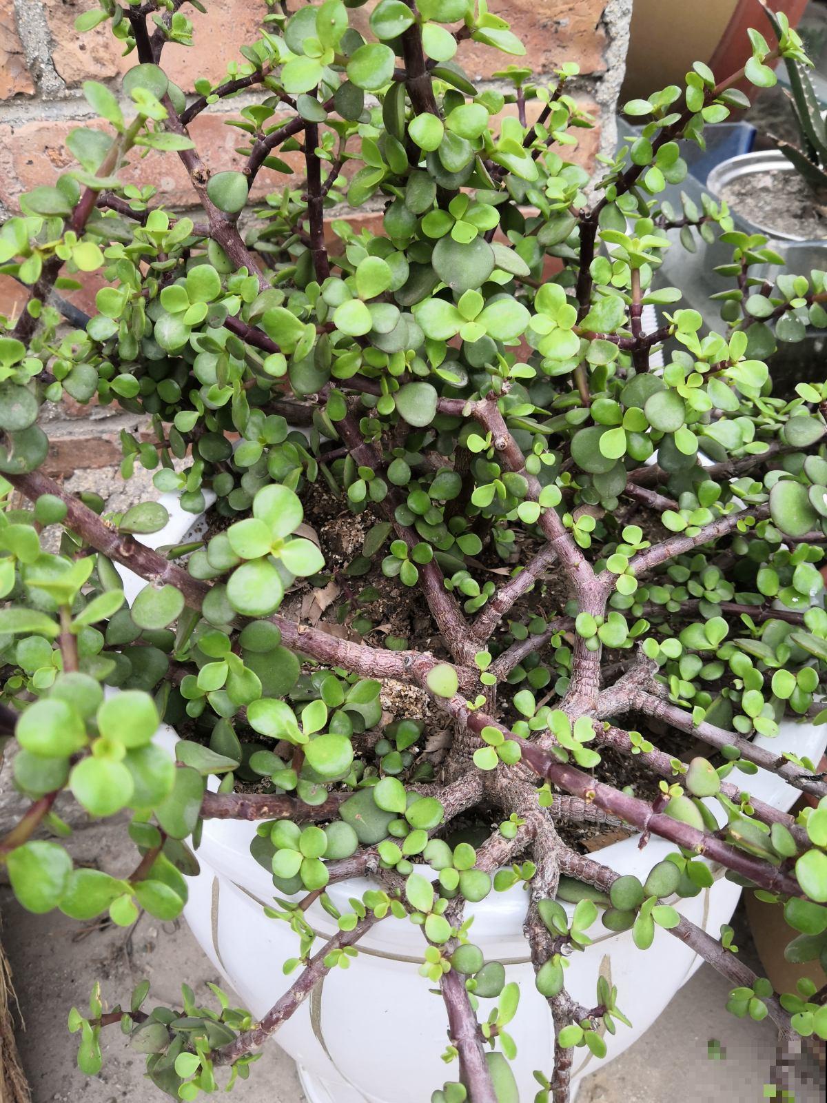 4种名里带"金"的花,招财纳福春节必备,个个都是好兆头 4种名里带"金"的花,招财纳福春节必备,个个都是好兆头