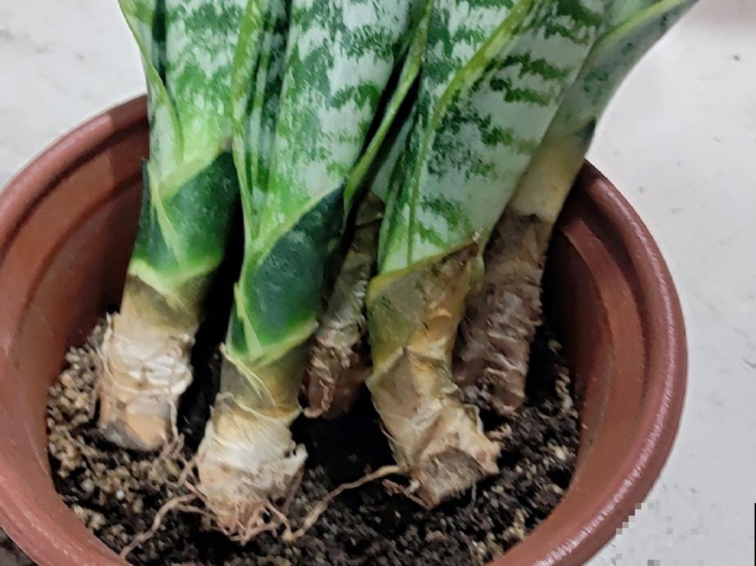 入秋一盆水,休眠的花“醒了”,猛长大花苞 入秋一盆水,休眠的花“醒了”,猛长大花苞