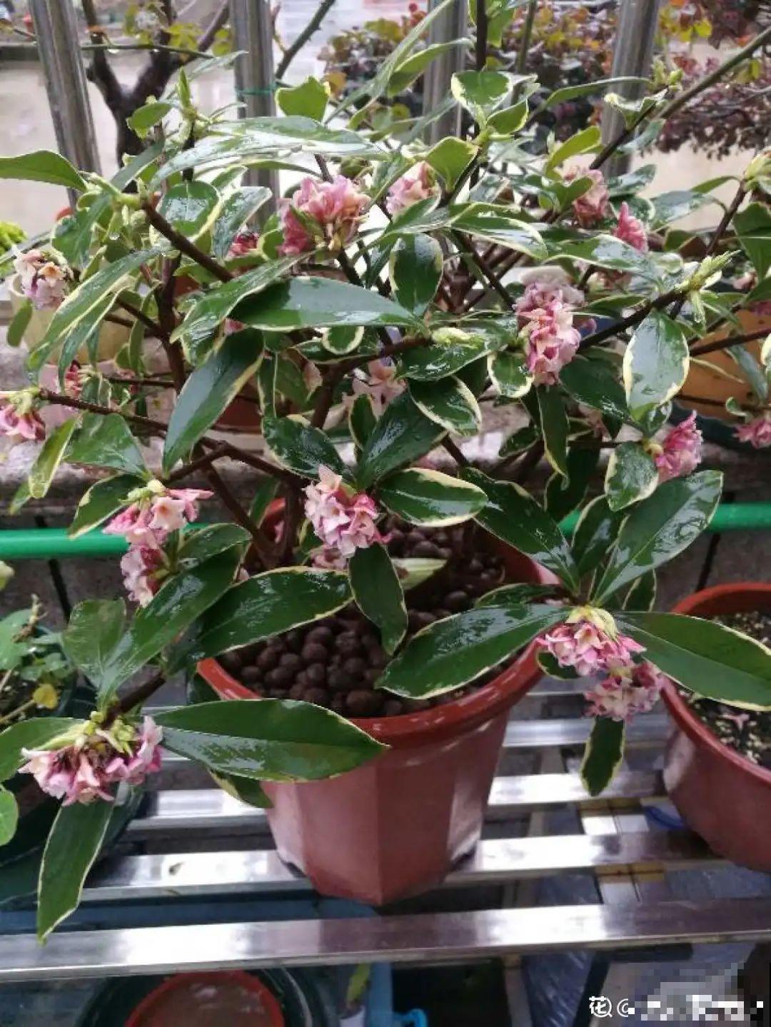 “寿命长”的10种花,寓意好,格调高,老人见了眉开眼笑! “寿命长”的10种花,寓意好,格调高,老人见了眉开眼笑!