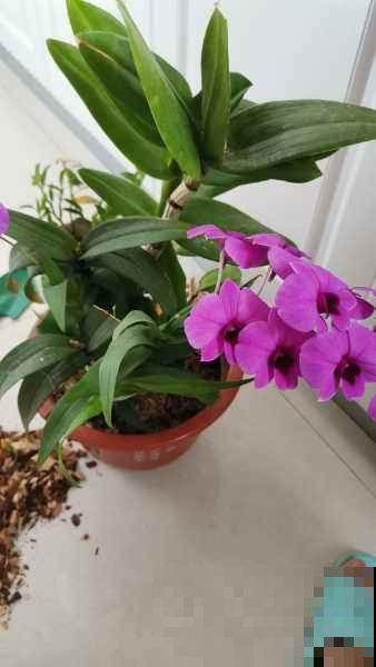 家里养一盆石斛,泡水当茶喝好处多多,季节干燥正合适 家里养一盆石斛,泡水当茶喝好处多多,季节干燥正合适