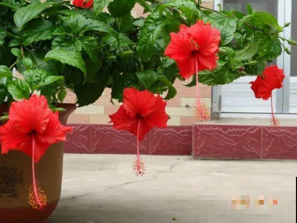 1种花俗称“摇钱树”，满盆长满小元宝，大吉大利，好看吉祥！