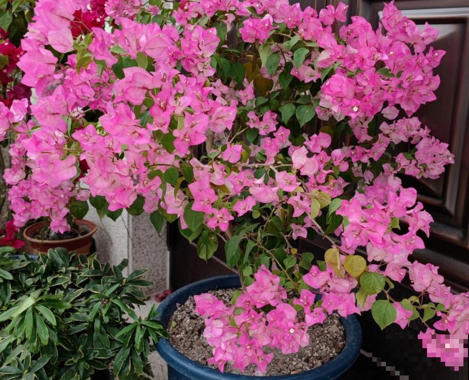 封闭阳台的“爆花神器”,一年四季都能开花,真怕把它累死 封闭阳台的“爆花神器”,一年四季都能开花,真怕把它累死