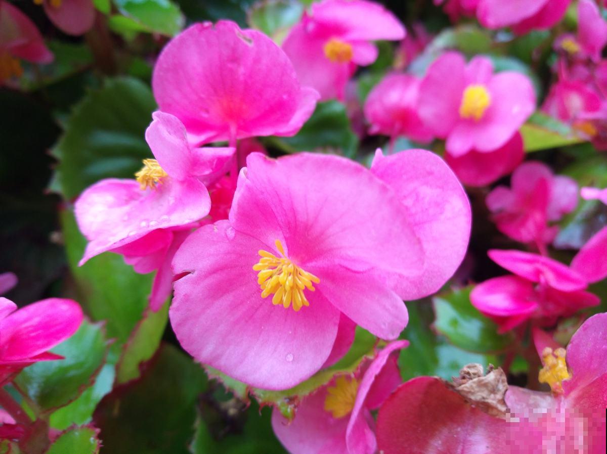 人到五十五，养花也会心累，养这5种花量大不操心