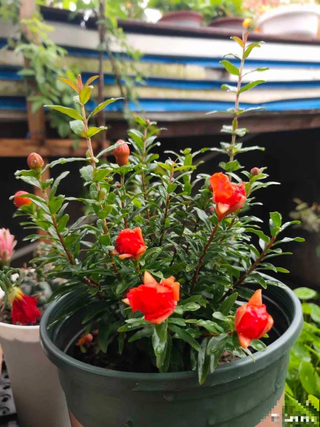 家里养盆“招财花”，一年四季开红花结红果，“招财旺运”又红火