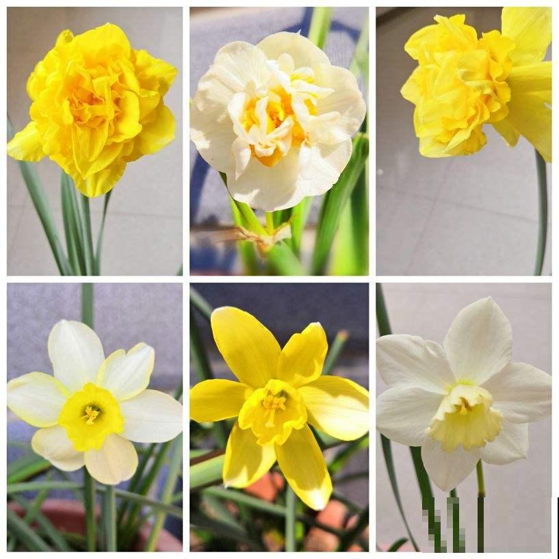 “家有水仙，富富年年”，家里养洋水仙，花大色艳还有好兆头